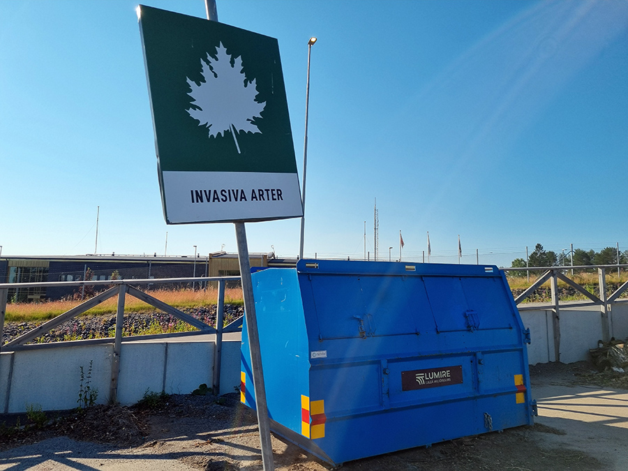 På återvinningscentralerna står containrar för säckar med samlade invasiva växter