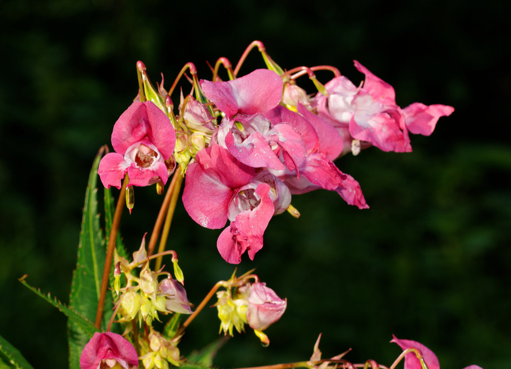 Jättebalsamin (Impatiens glandulifera)