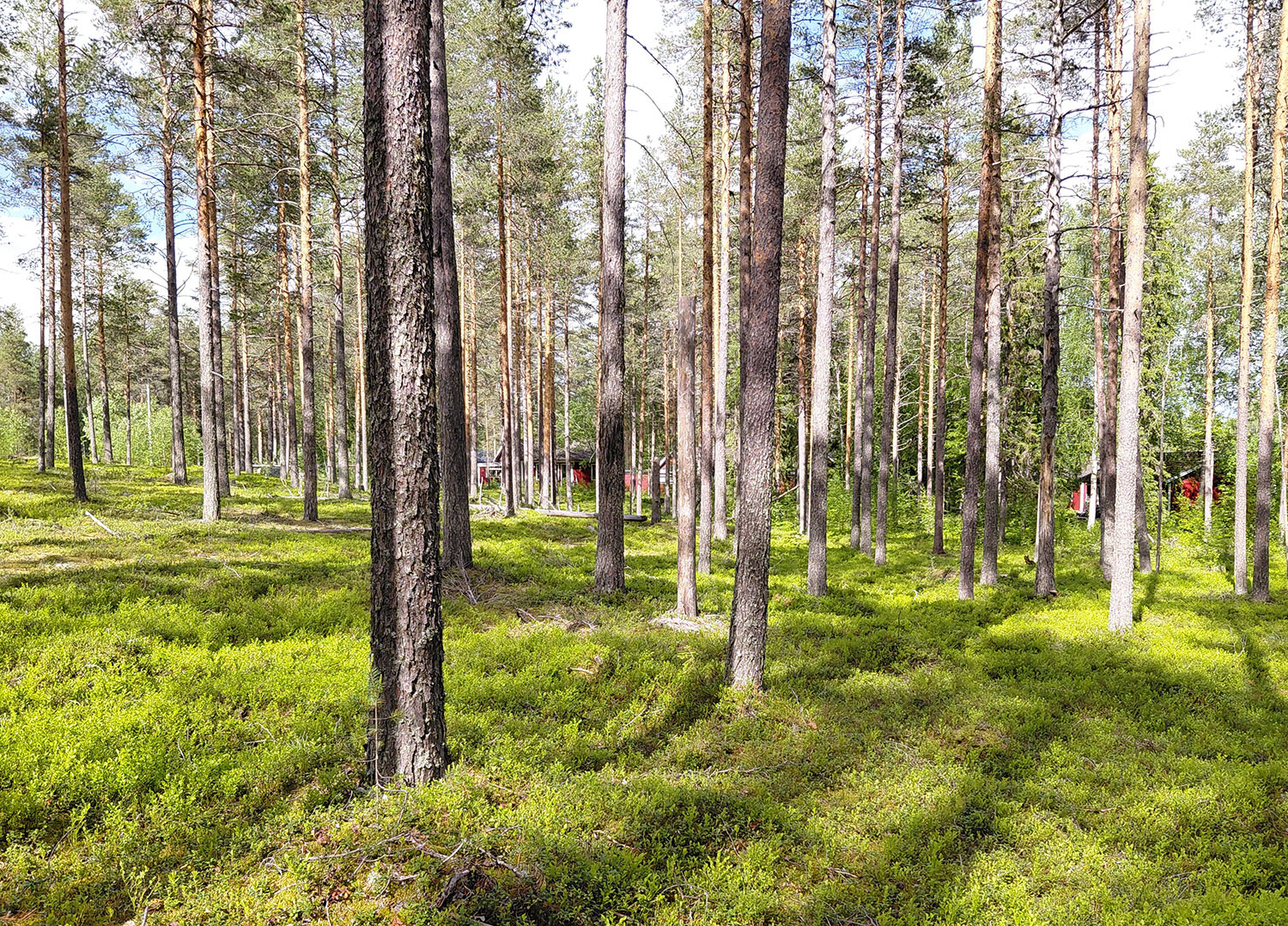 Sommarvy över tomterna längs Enestigen i Niemisel.