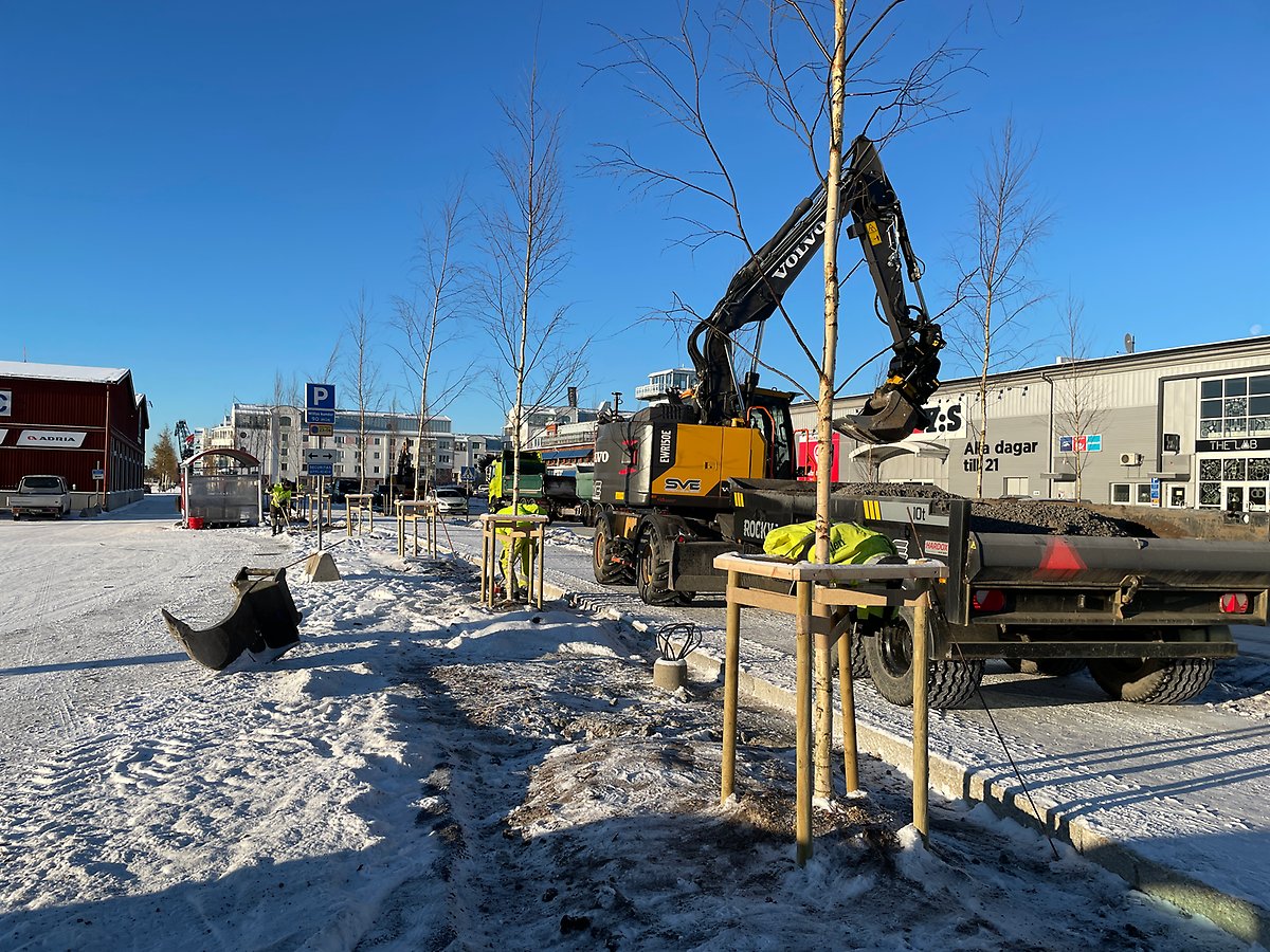 Det är den sista oktober 2023 och planteringen av björkallén längs gatan är klar. Många undrade hur det skulle fungera med att plantera så sent på året, men resultatet blev över förväntan och nu i juni sommaren efteråt, kunde vi se träden skjuta i höjd.