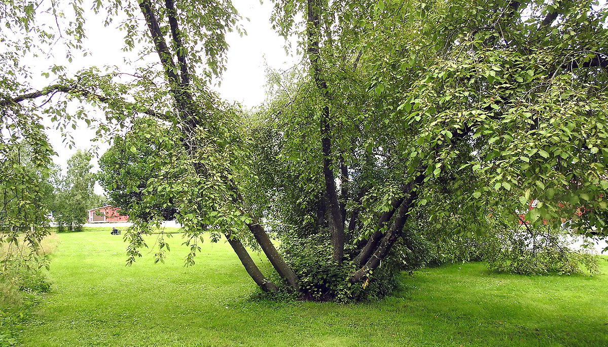 Bild som visar den stora gräsmattan ovanför järnvägsstationen med ett vackert träd i förgrunden och en parkbänk i bakgrunden