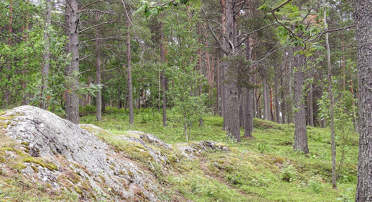 Berghäll med tät tallskog bakom