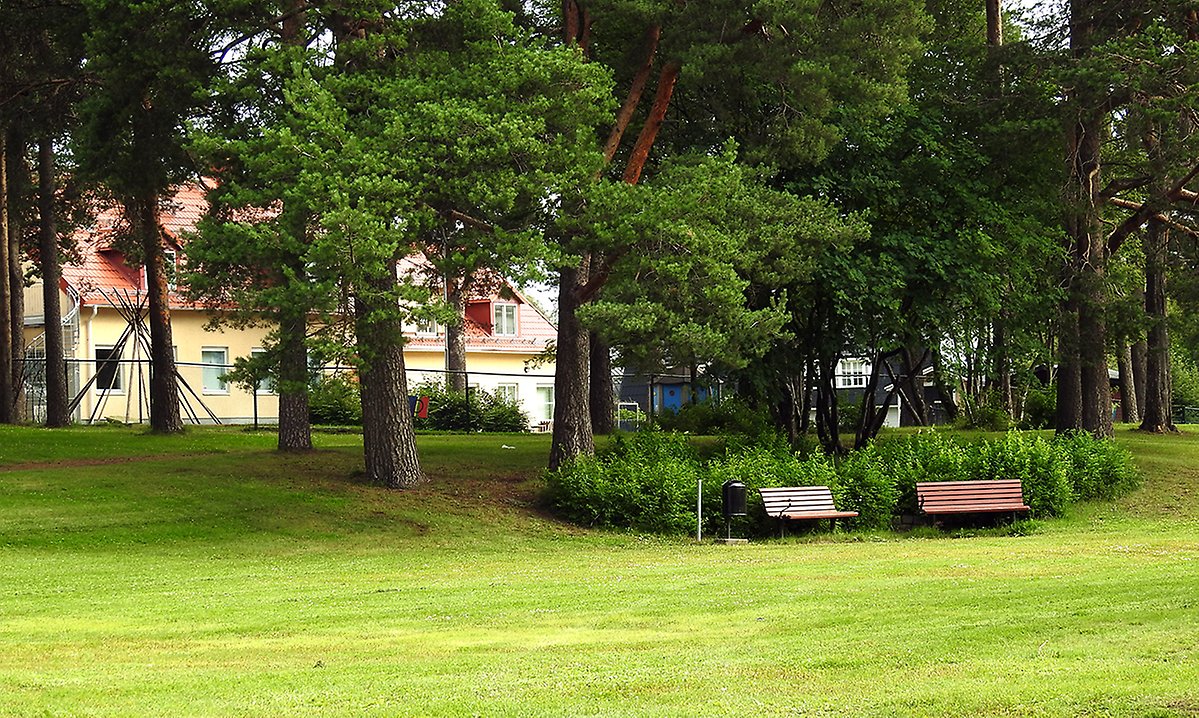 Två parkbänkar står nedanför mäktiga tallar med grön gräsmatta framför